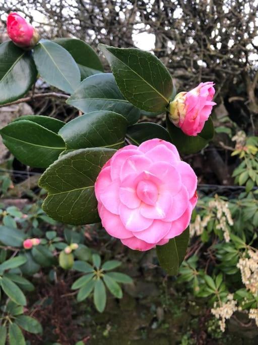 Maisonnette De Charme Les Jardins De Lou Boussac  Экстерьер фото